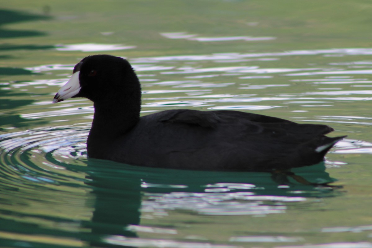 American Coot (Red-shielded) - ML97580141