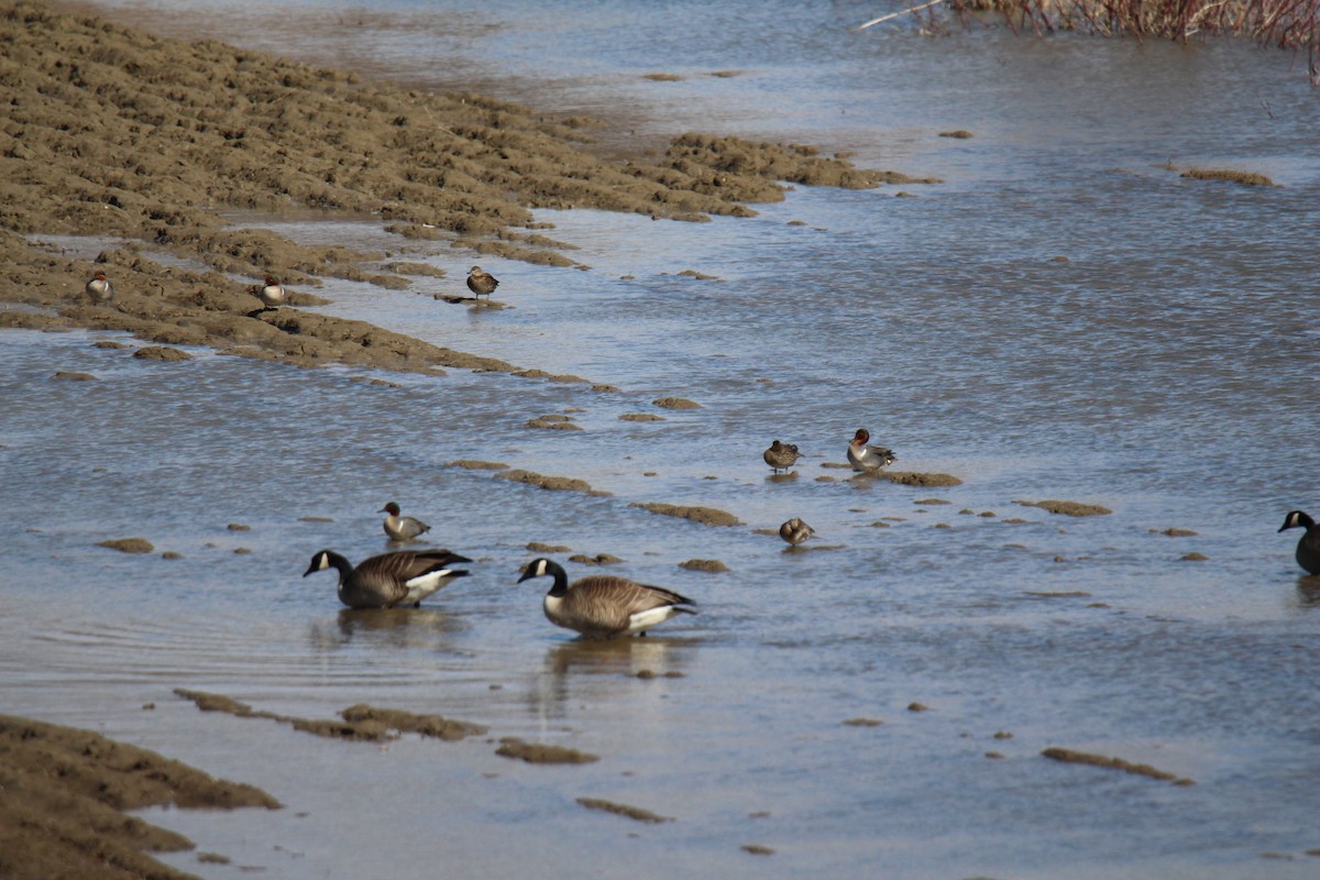 Green-winged Teal - ML97582471