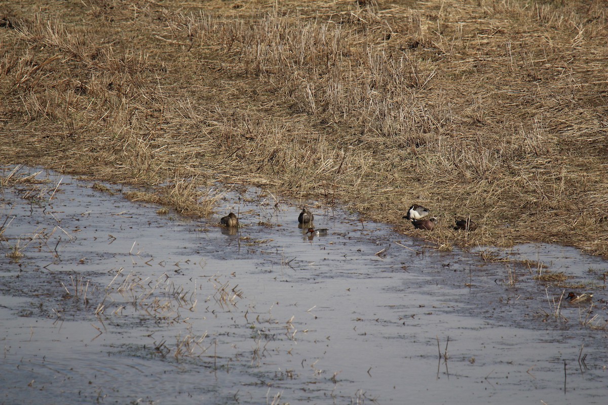 Green-winged Teal - ML97582851