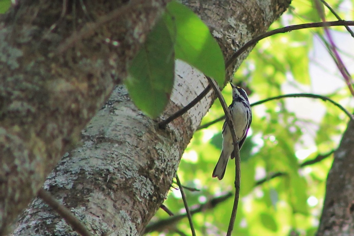 Black-throated Gray Warbler - ML97583661