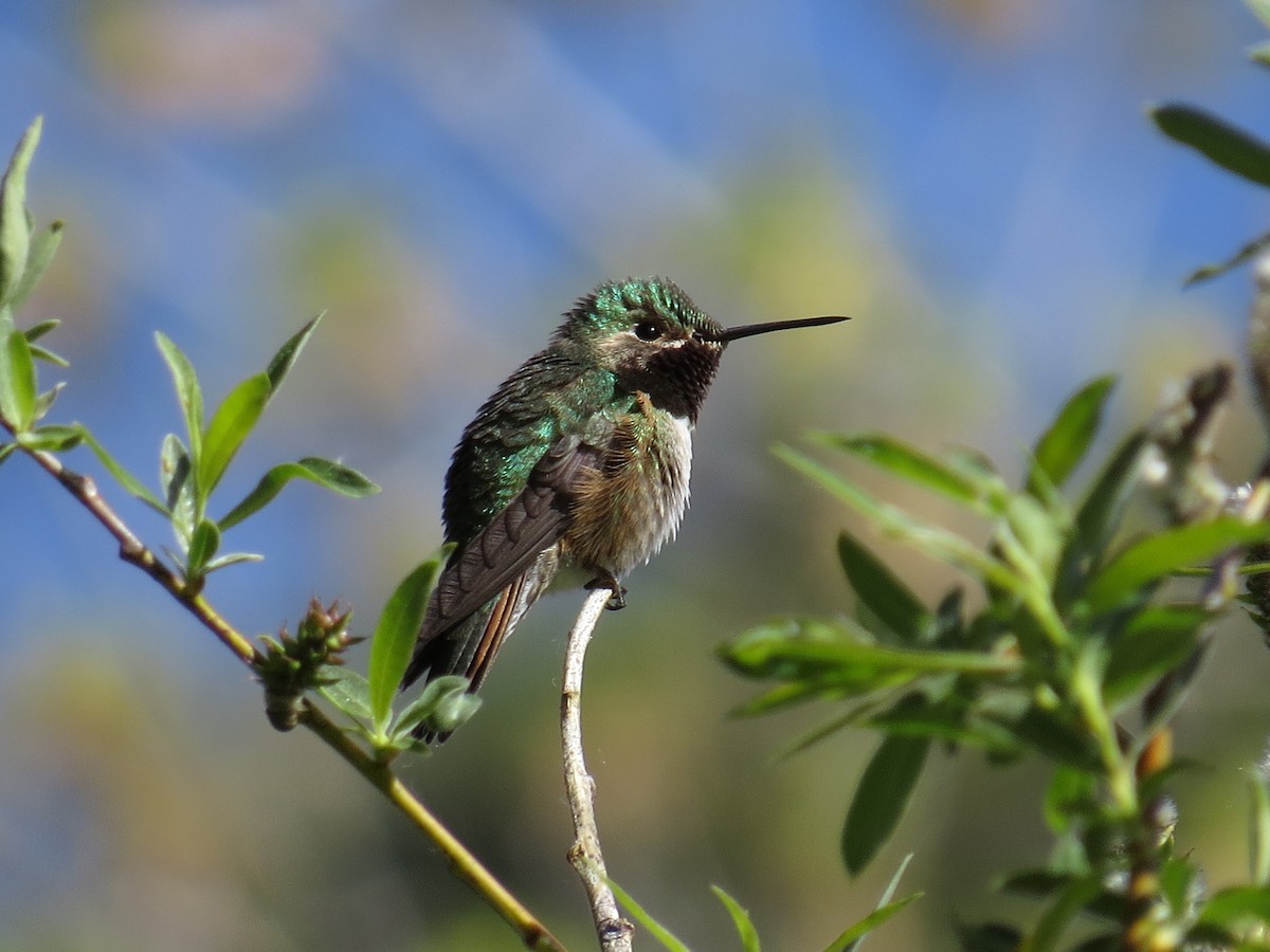 Broad-tailed Hummingbird - ML97585171