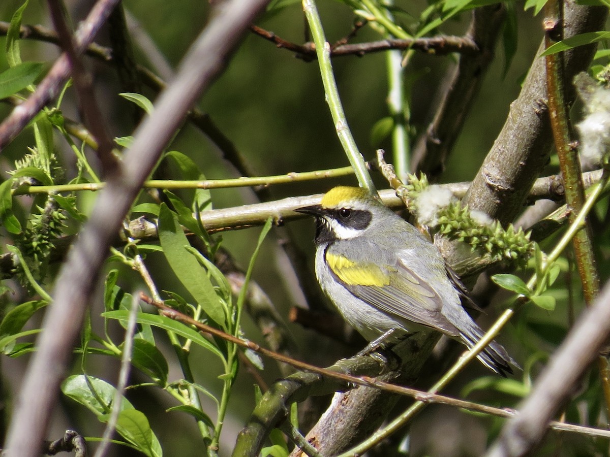 Golden-winged Warbler - Sara Griffith