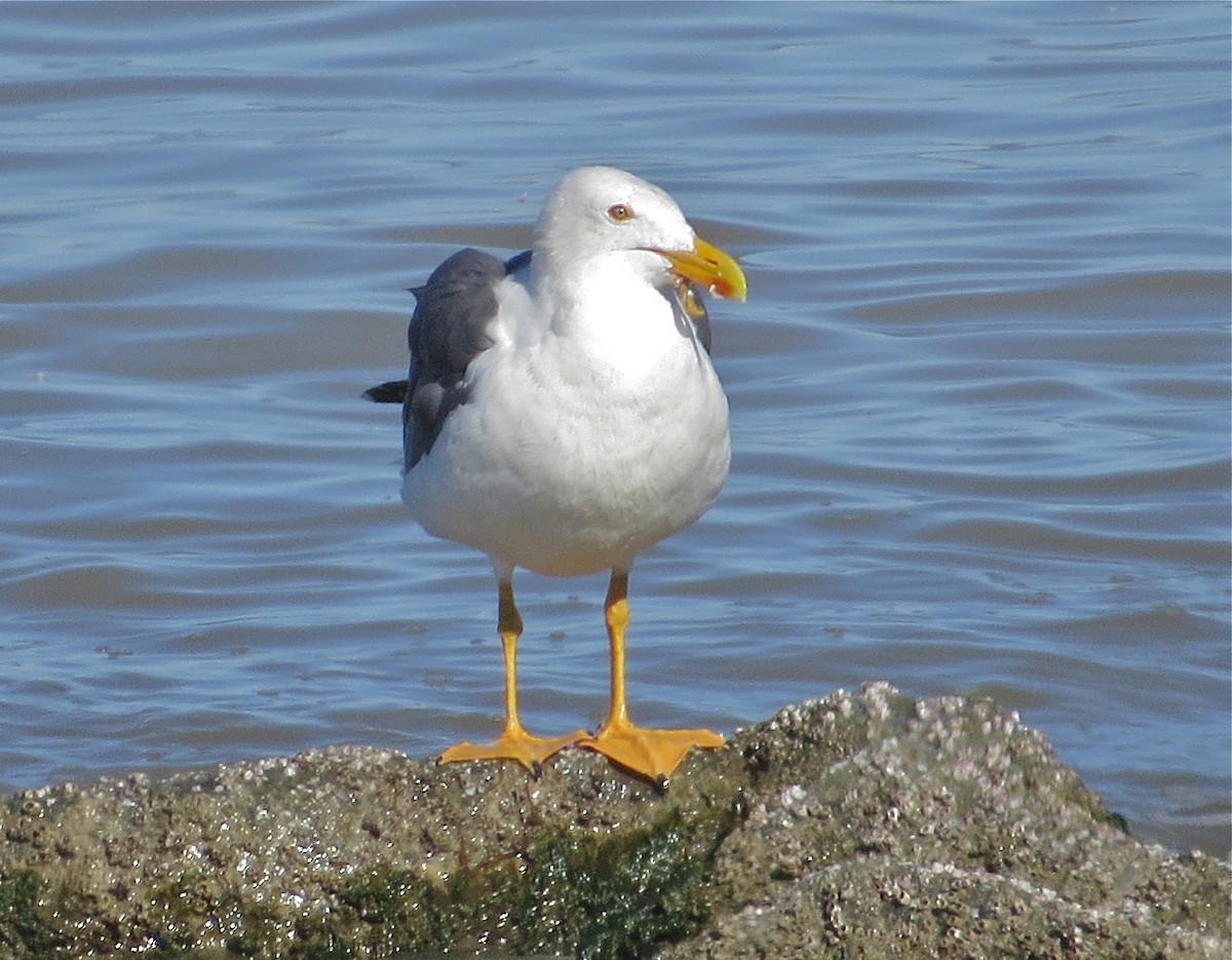 Yellow-footed Gull - ML97587301
