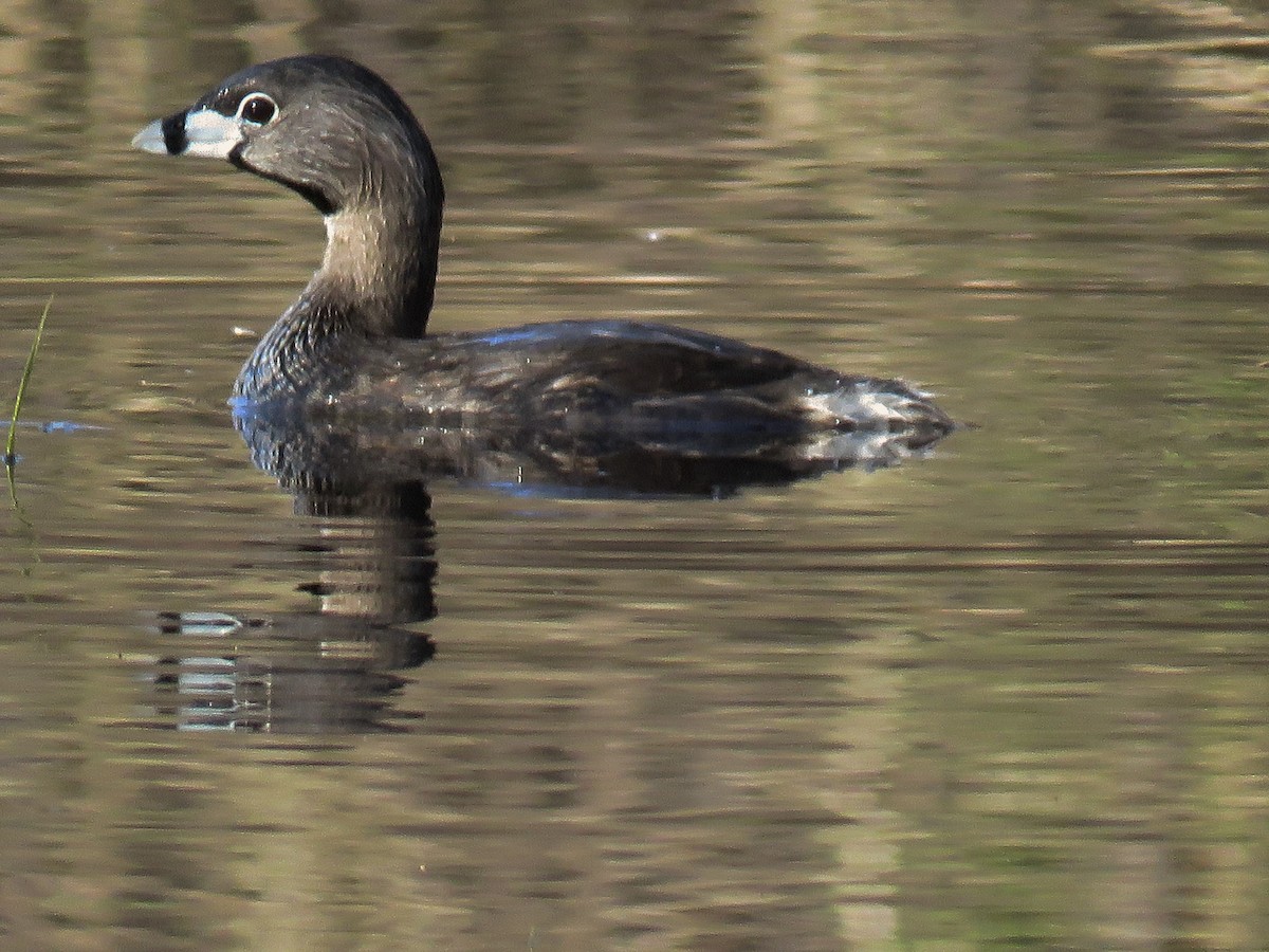 Pied-billed Grebe - Anonymous