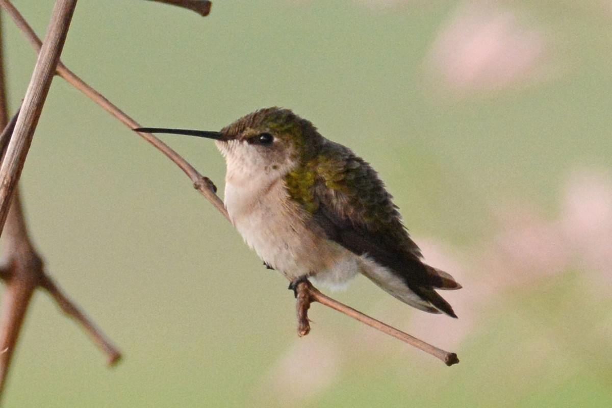 Ruby-throated Hummingbird - Janet Rathjen