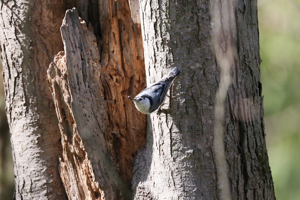 White-breasted Nuthatch - Ron Sempier