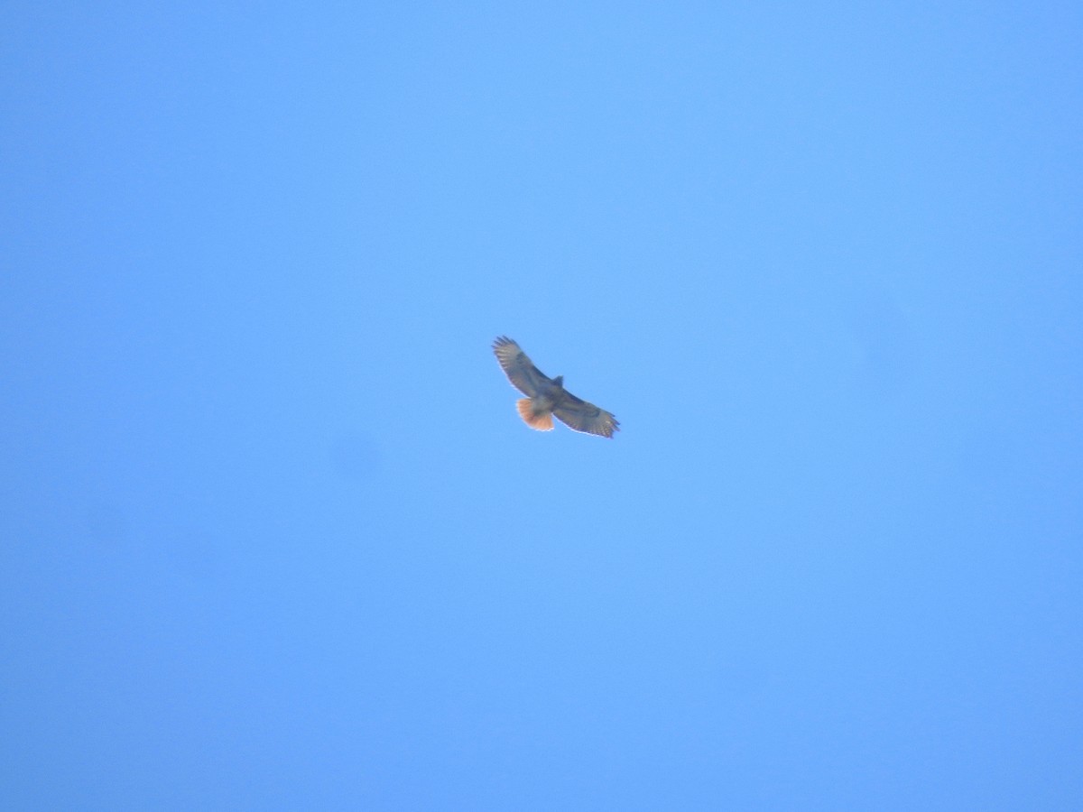 Red-tailed Hawk - ML97592951