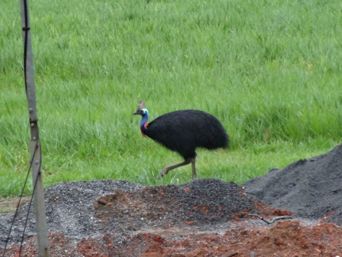 Southern Cassowary - Monte Neate-Clegg