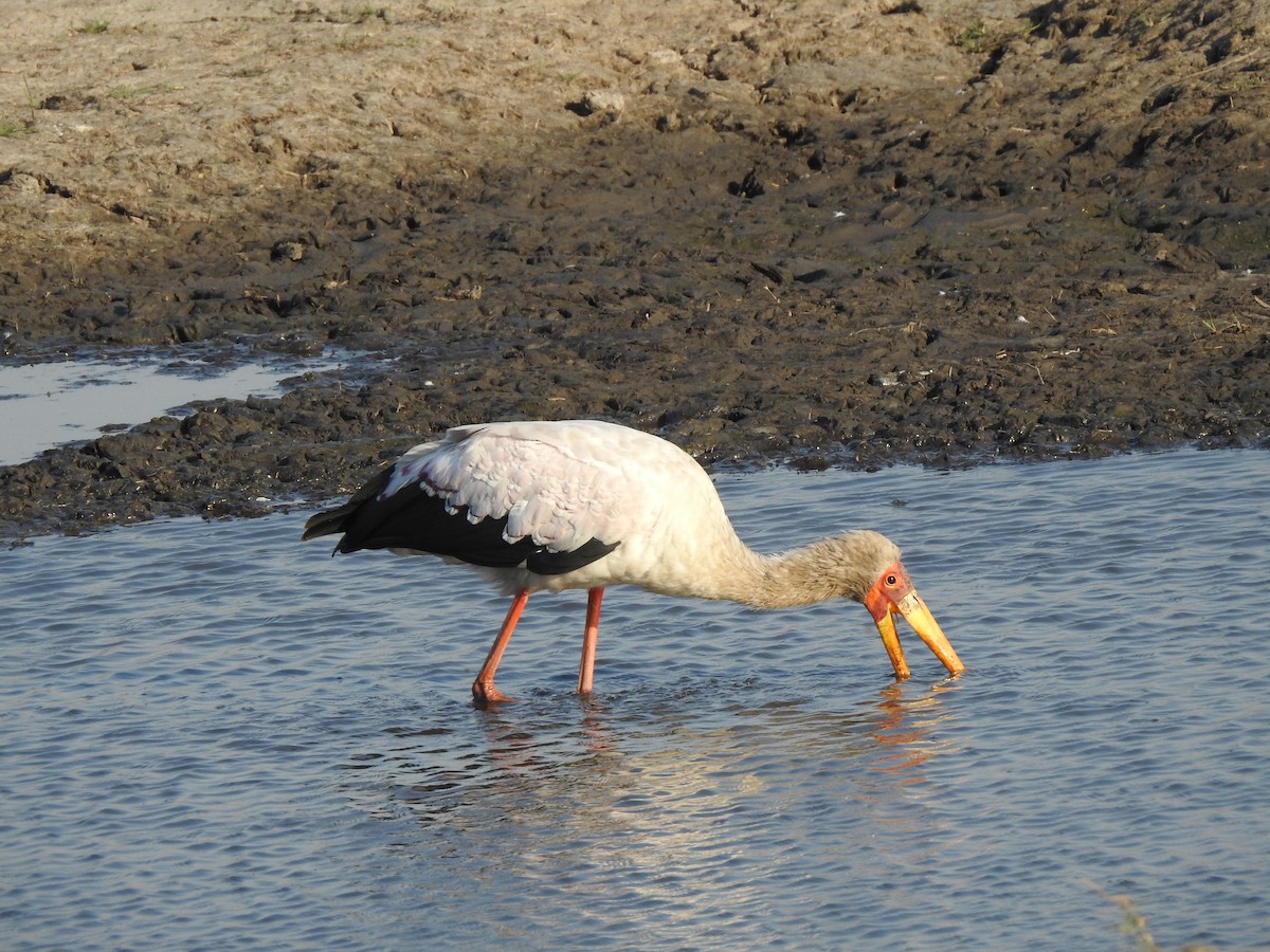 Yellow-billed Stork - ML97596001