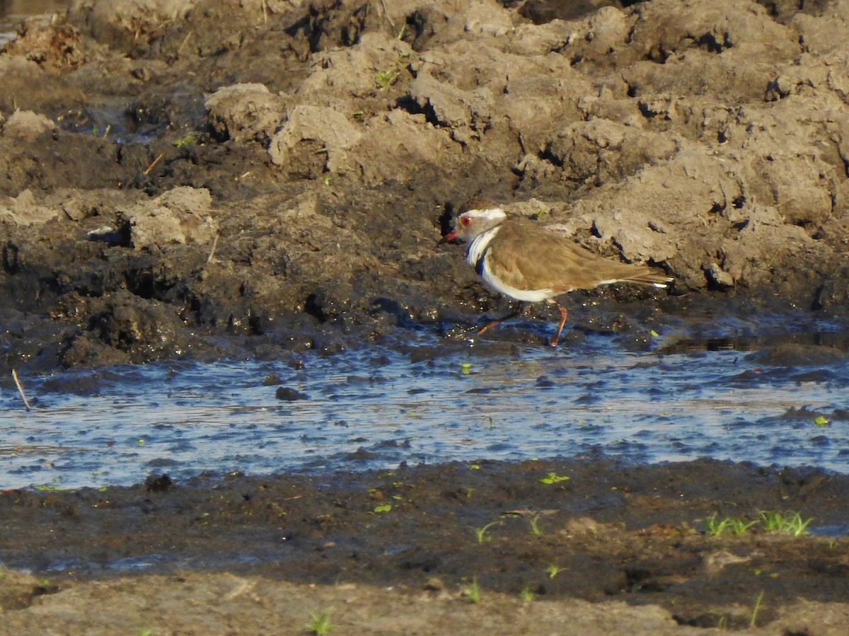 Three-banded Plover - ML97596581