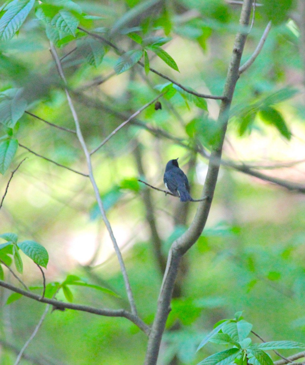 Black-throated Blue Warbler - ML97598361