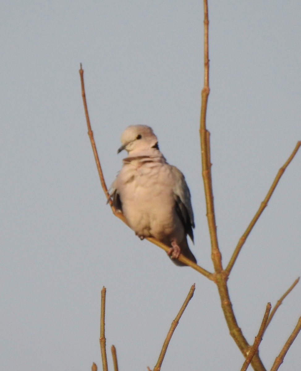 Ring-necked Dove - ML97598411