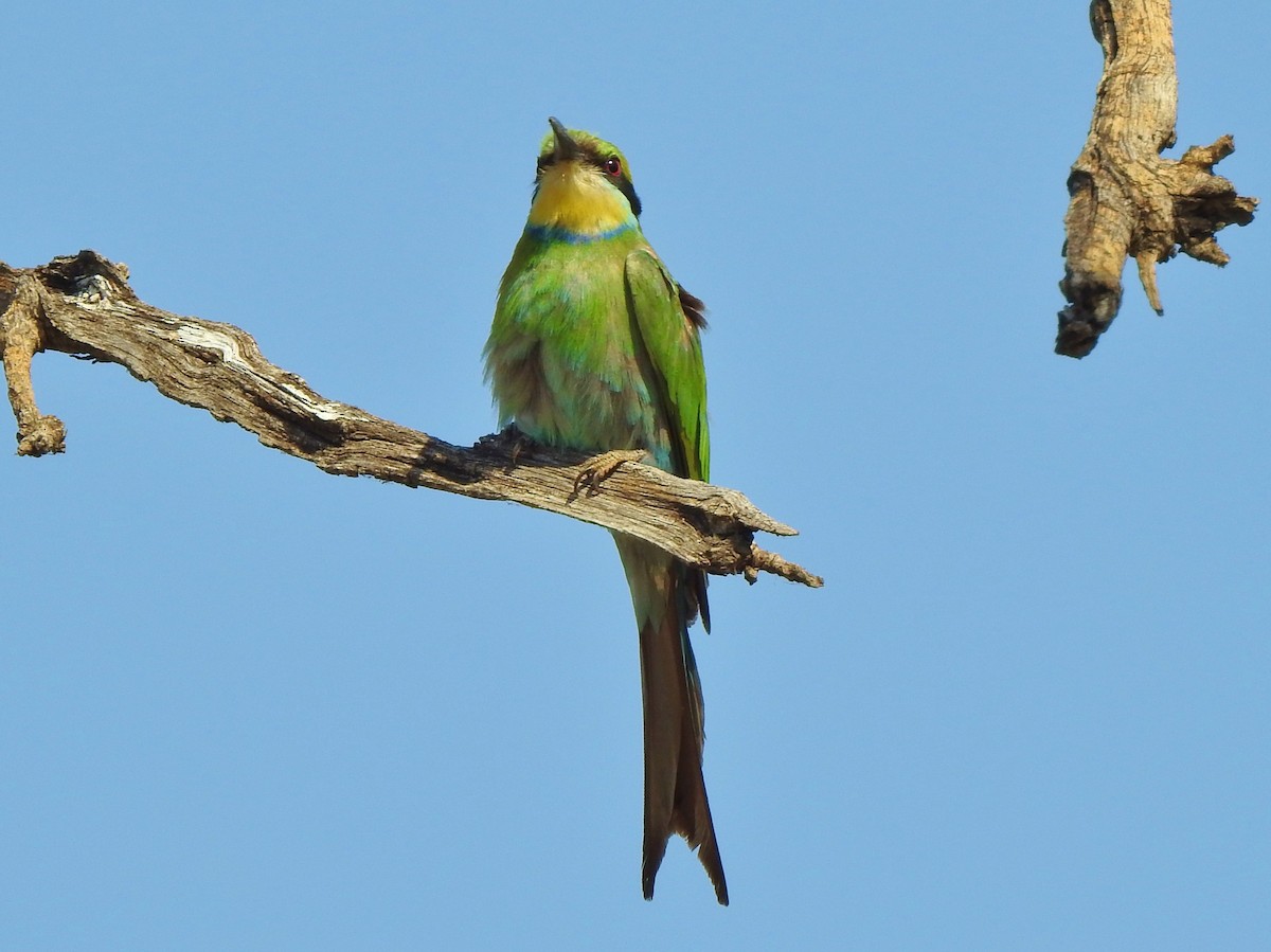 Swallow-tailed Bee-eater - ML97598491