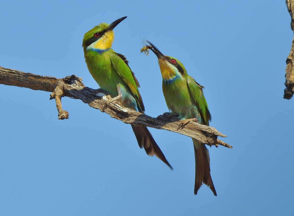 Swallow-tailed Bee-eater - Kent Miller