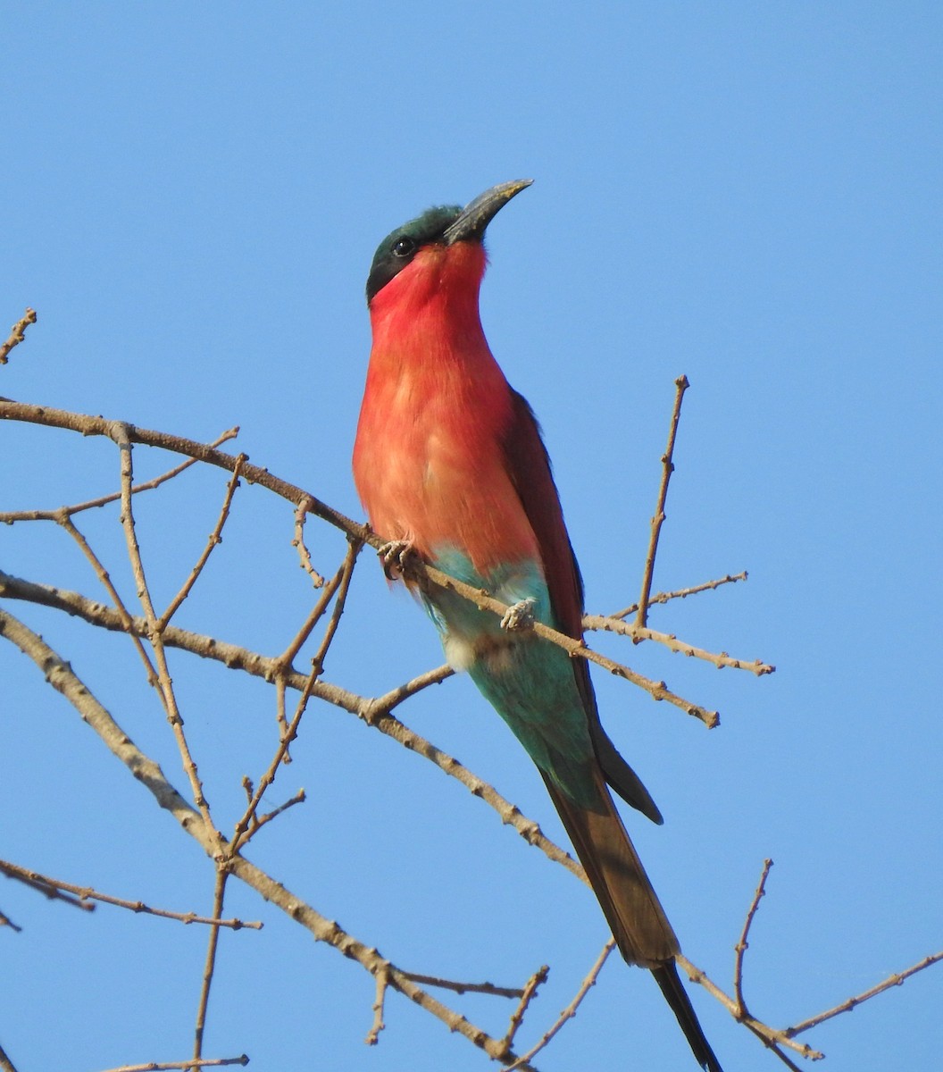Southern Carmine Bee-eater - Kent Miller