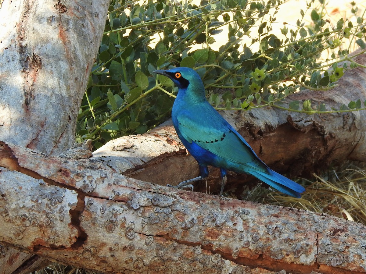 Greater Blue-eared Starling - ML97598711