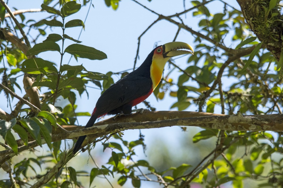 Red-breasted Toucan - ML97599161