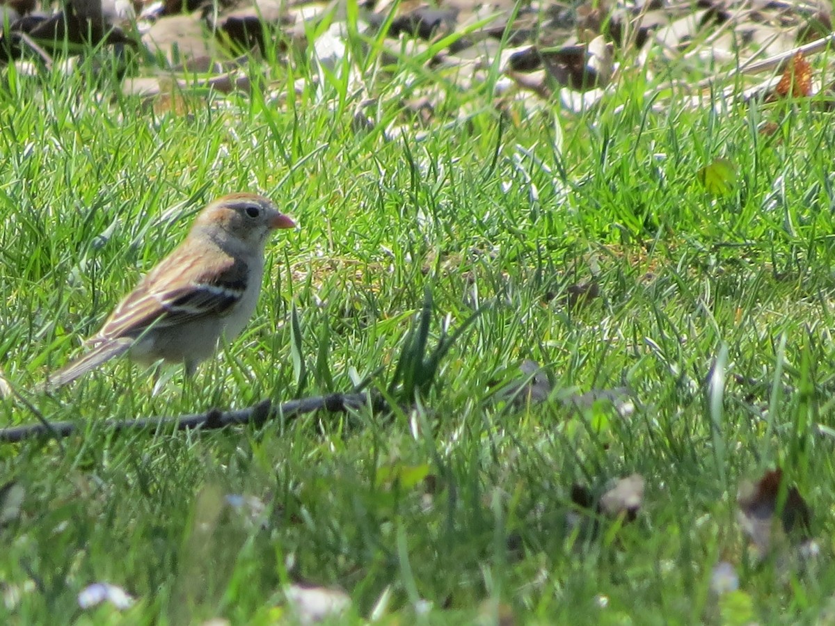 Field Sparrow - ML97604671