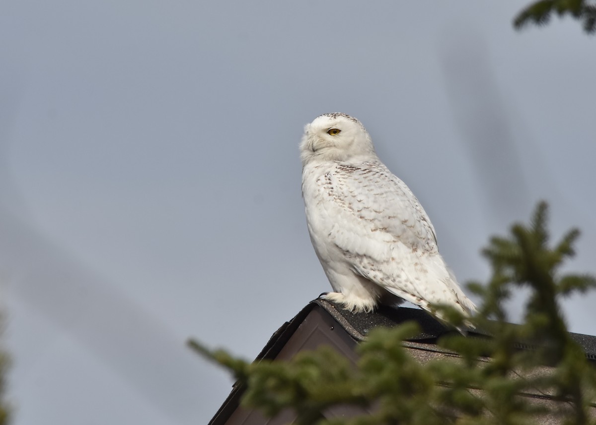 Snowy Owl - ML97605891