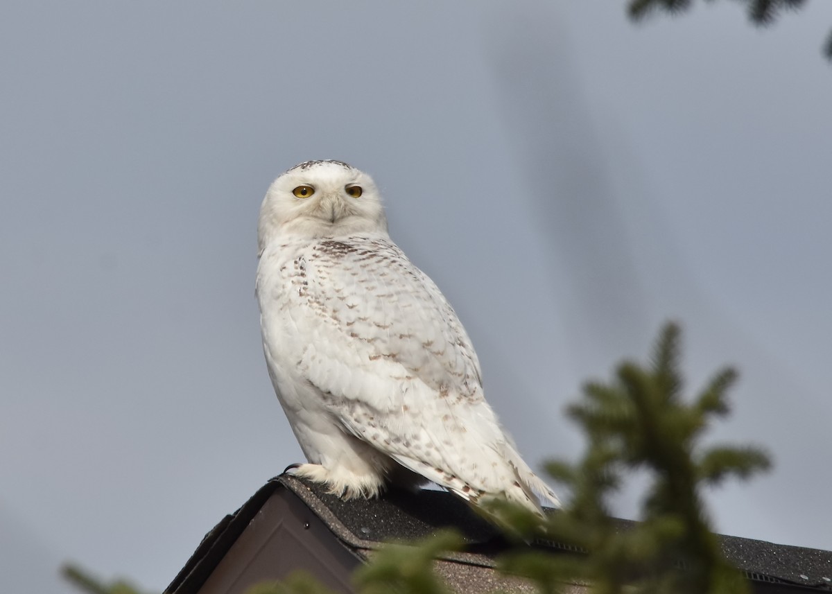 Snowy Owl - ML97605921