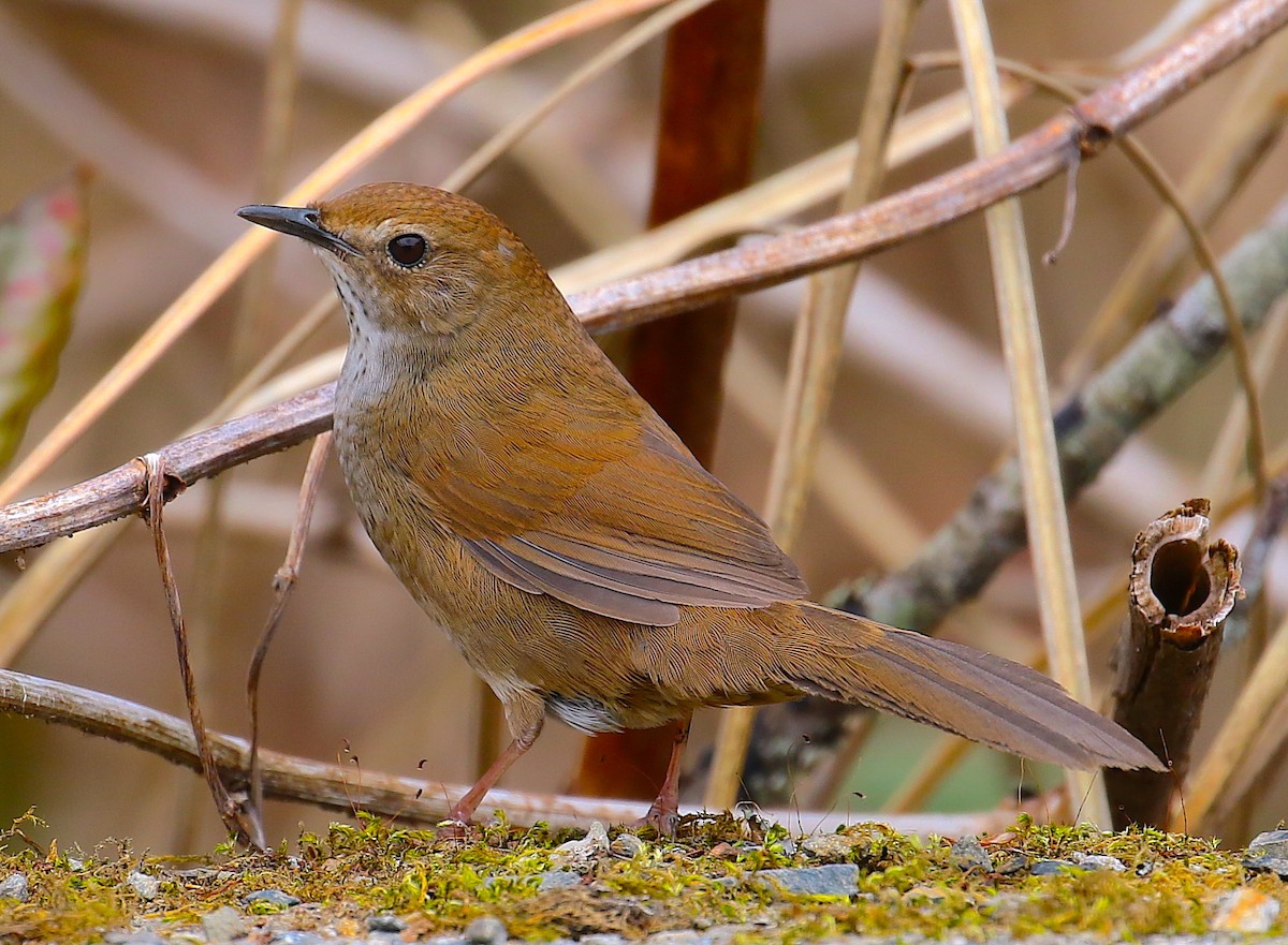 ML97606881 - Taiwan Bush Warbler - Macaulay Library