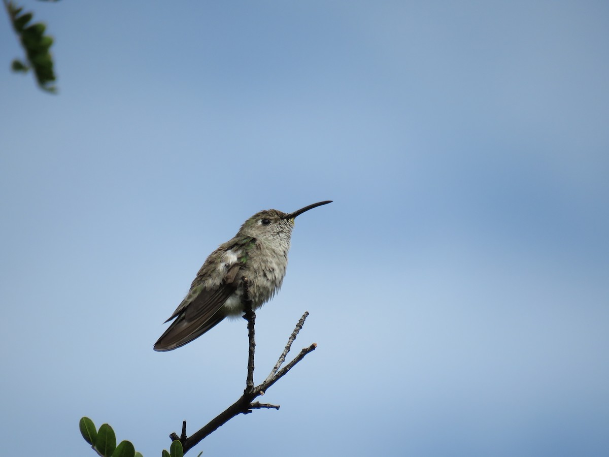 Spot-throated Hummingbird - Manuel Roncal