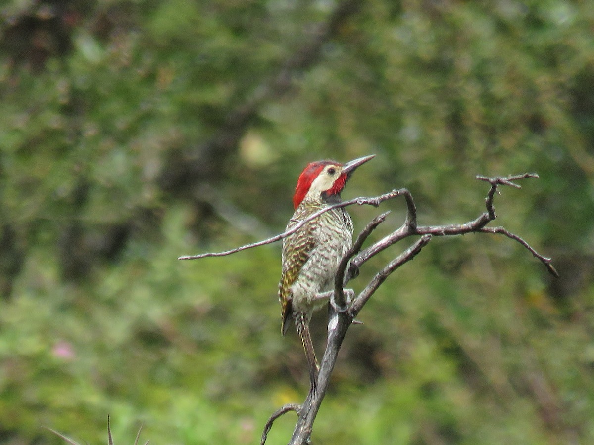 Black-necked Woodpecker - ML97608181