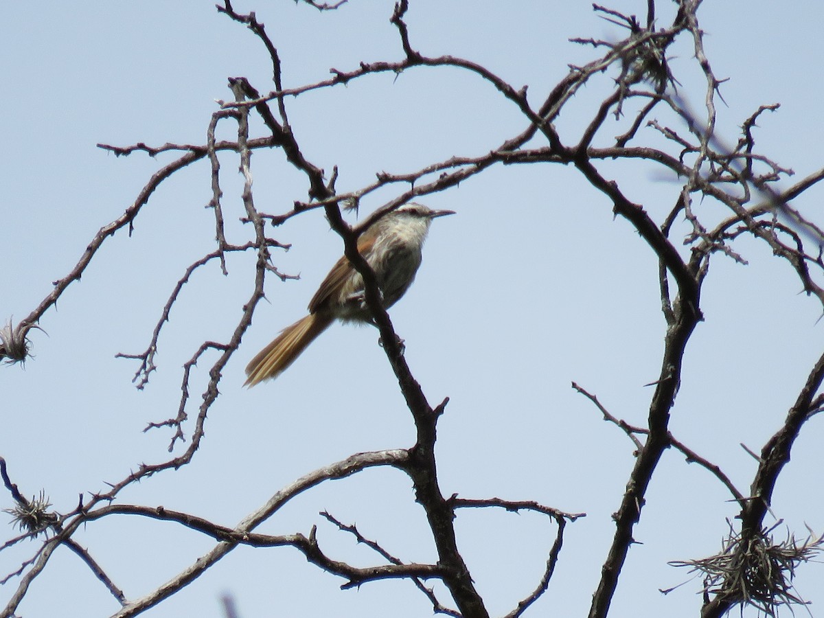 Great Spinetail - ML97608261
