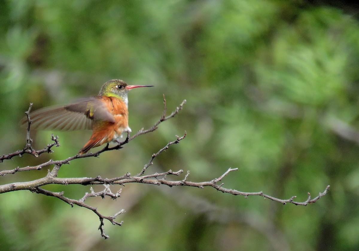 Amazilia Hummingbird - Manuel Roncal