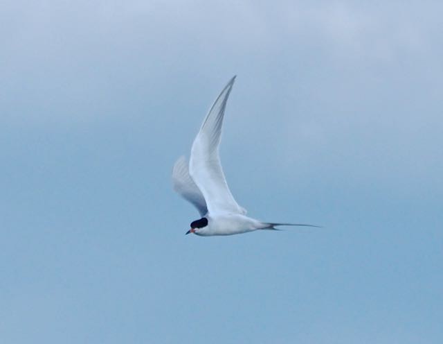 Forster's Tern - Vern Tunnell