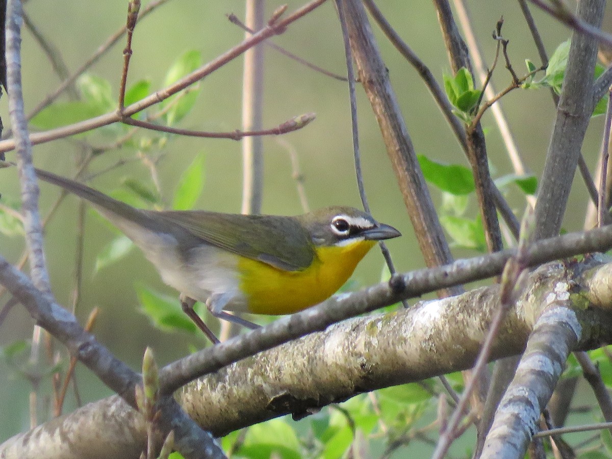 Yellow-breasted Chat - Benjamin Murphy