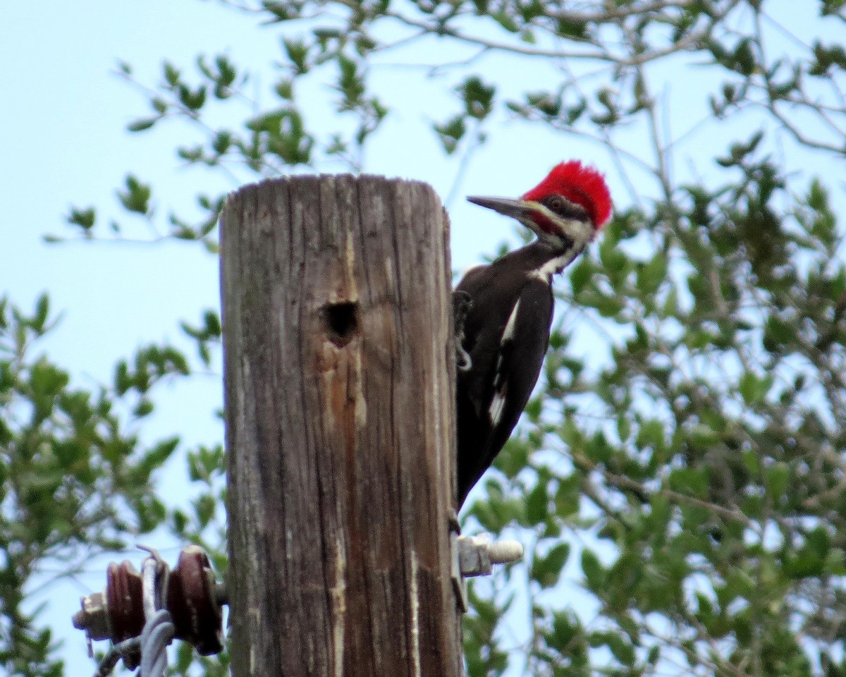 Pileated Woodpecker - Sharon Lynn