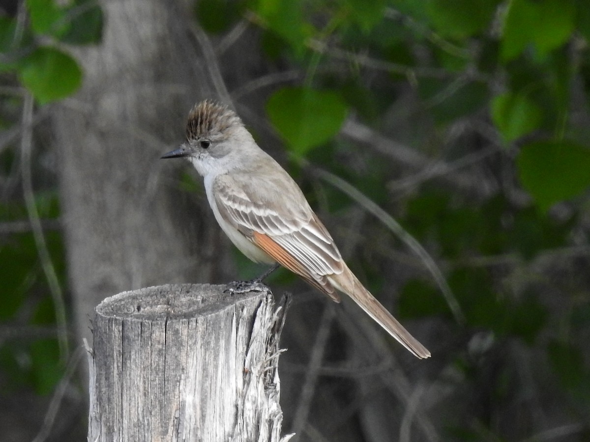 Ash-throated Flycatcher - Lauri Taylor