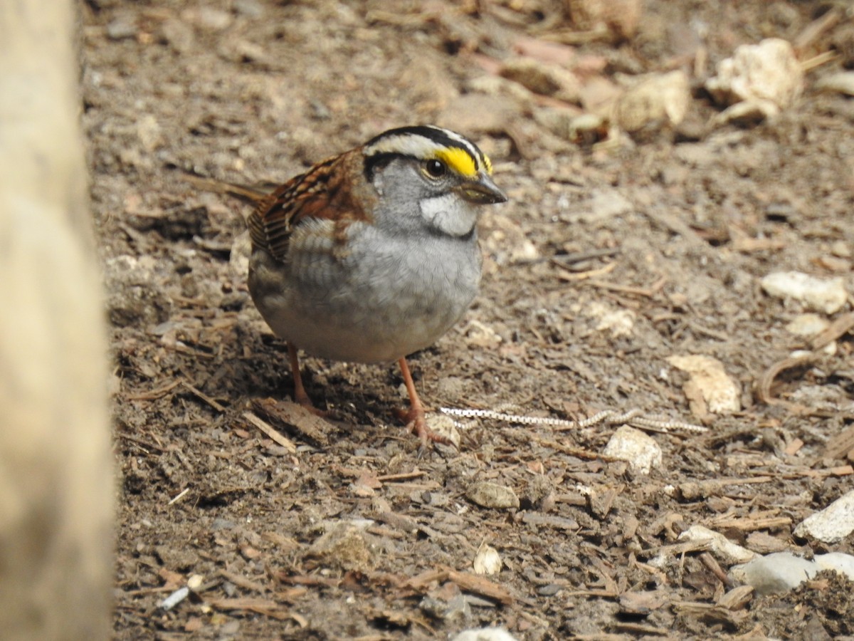 White-throated Sparrow - ML97614961
