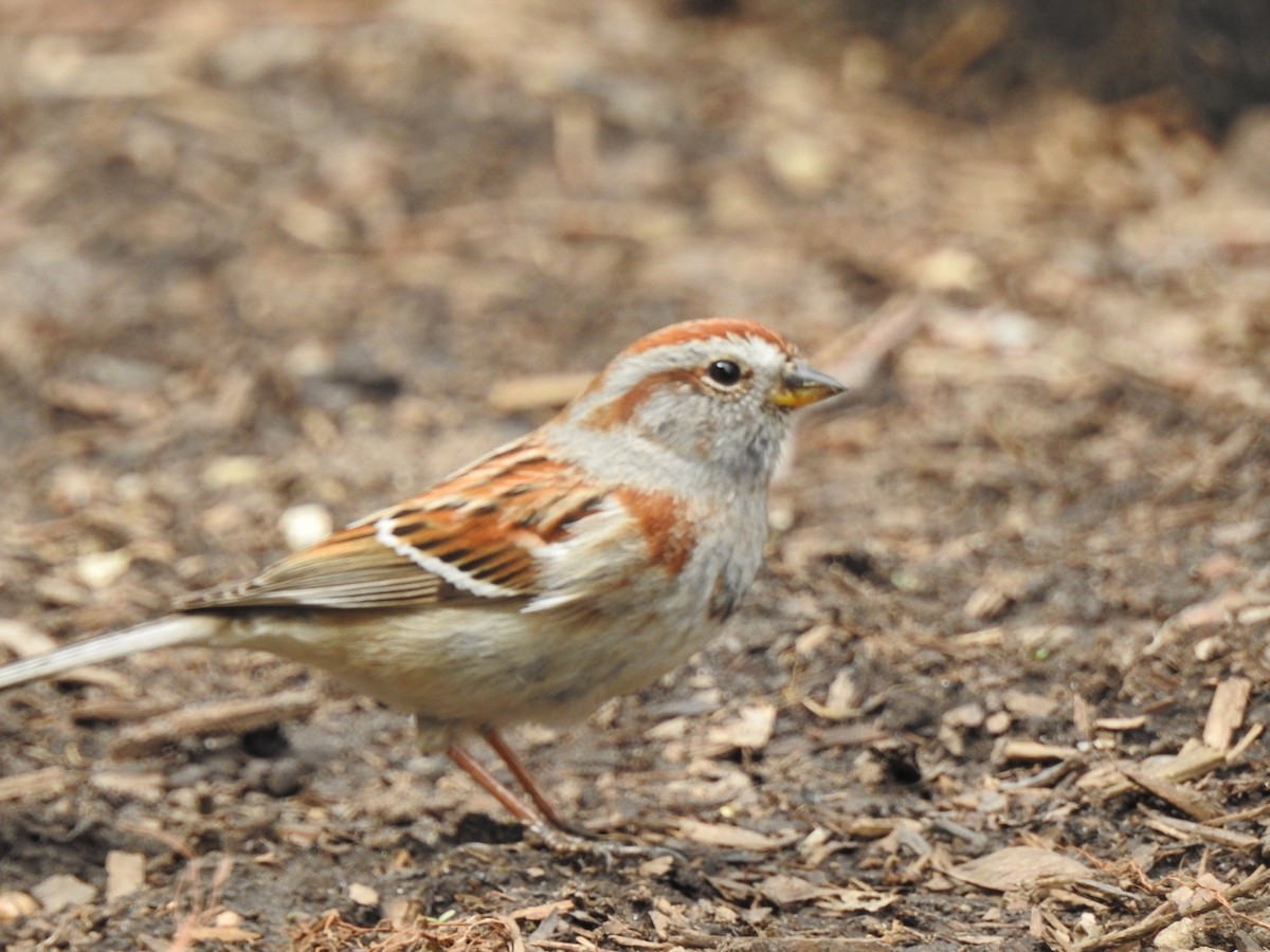 American Tree Sparrow - ML97615351