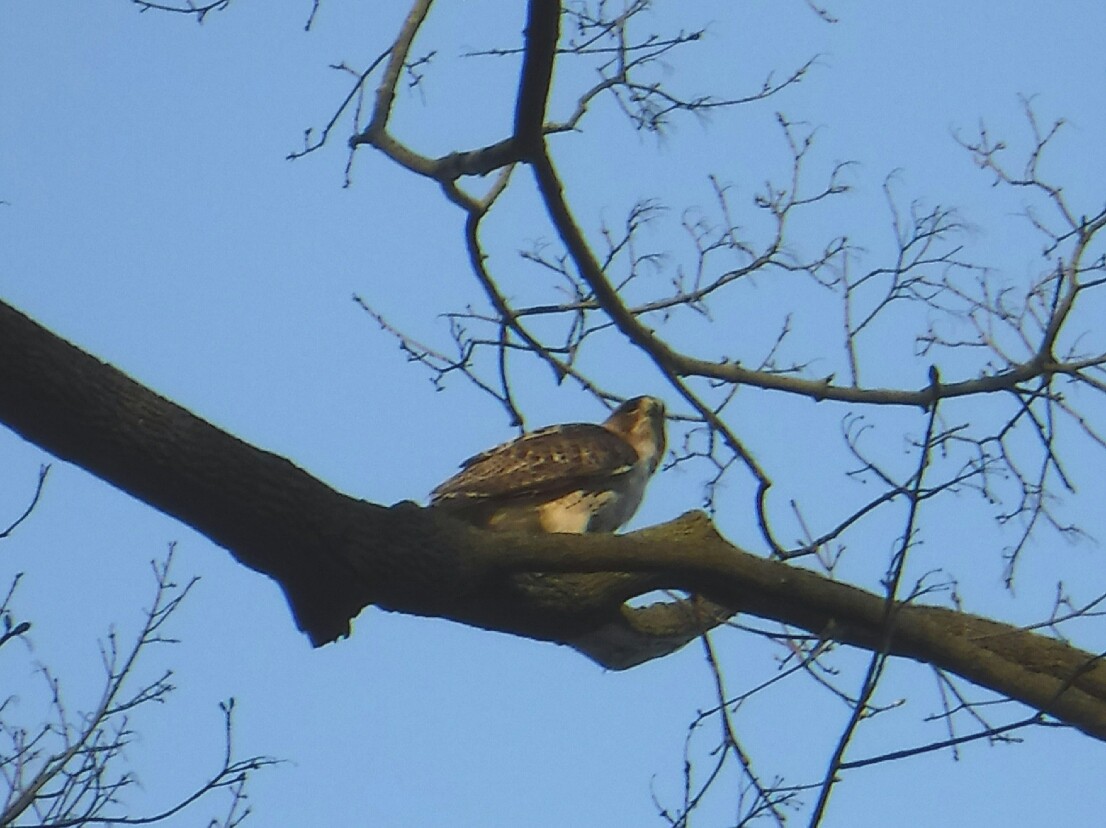 Red-tailed Hawk - ML97617271