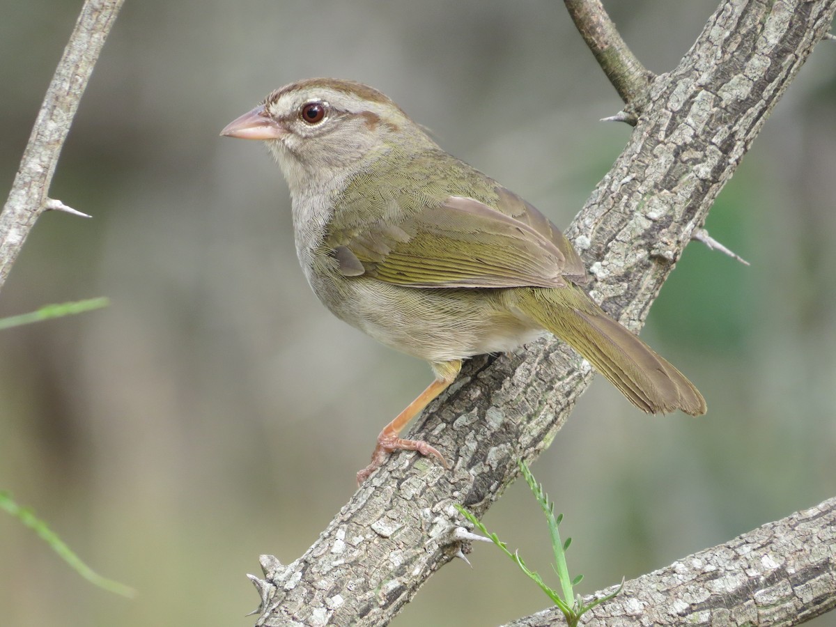Olive Sparrow - ML97620851