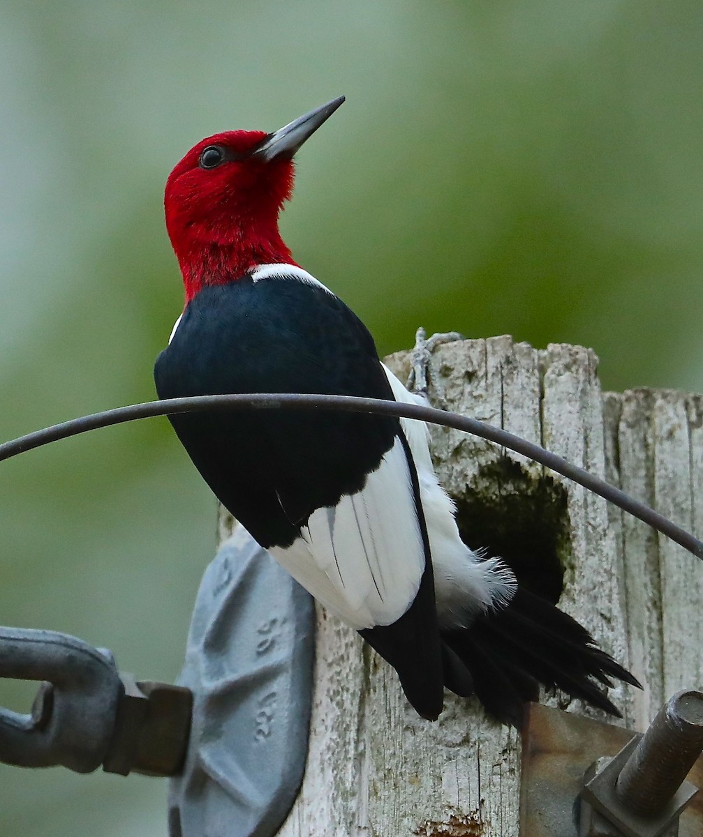 Red-headed Woodpecker - Charles Lyon