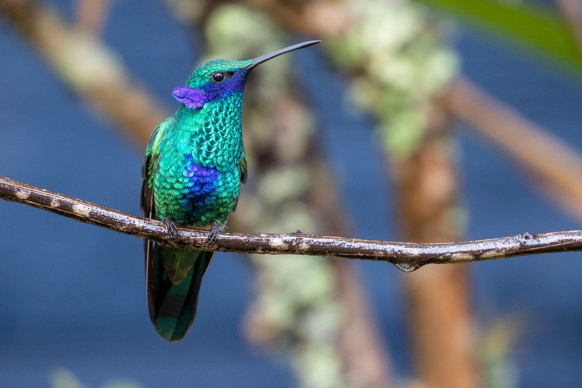 kolibřík modrolící - ML97622201