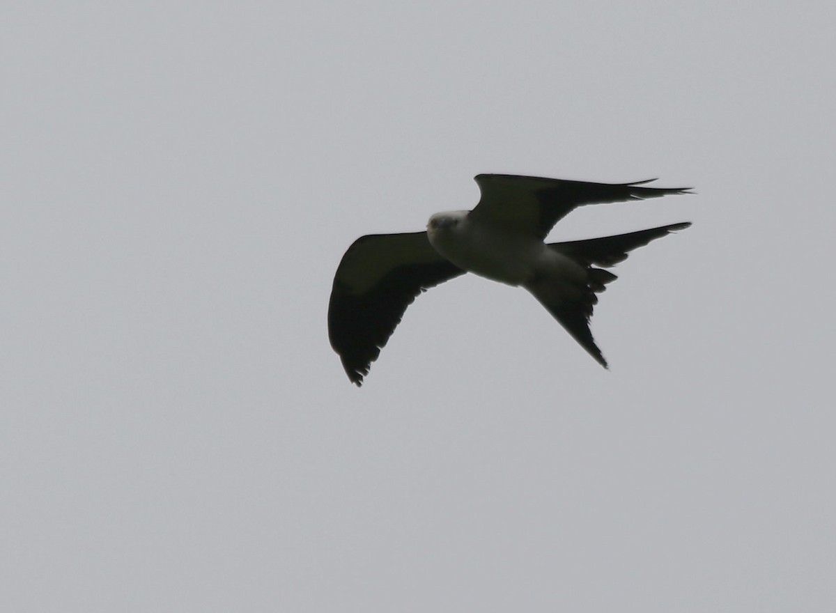 Swallow-tailed Kite - ML97623391