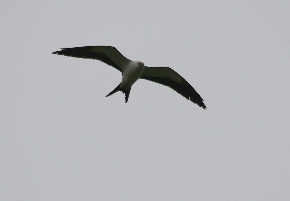 Swallow-tailed Kite - Tom Forwood JR