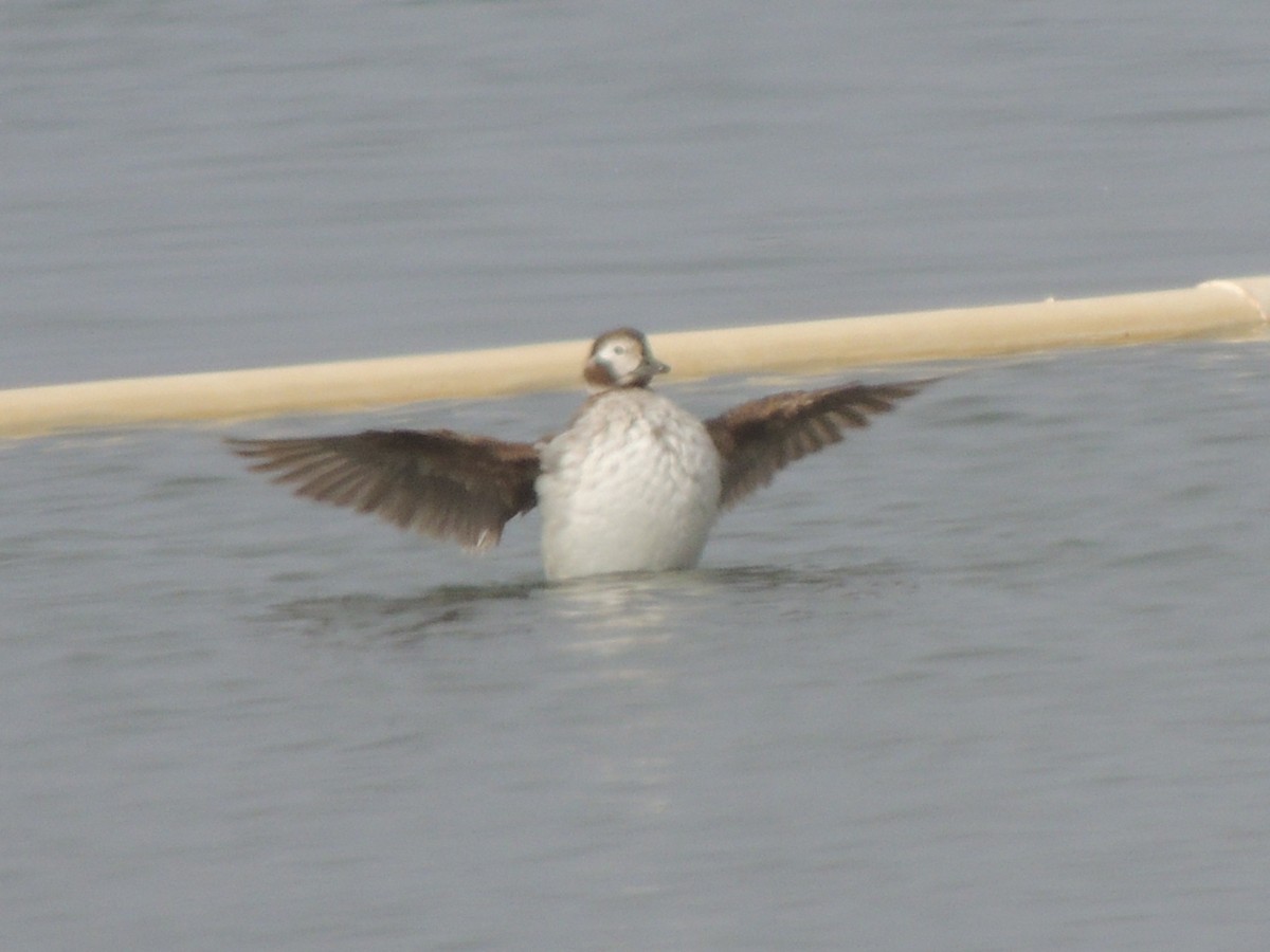 Long-tailed Duck - ML97627671