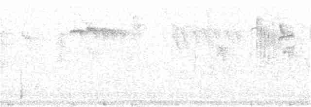 Weißschwanzkleiber - ML97628011