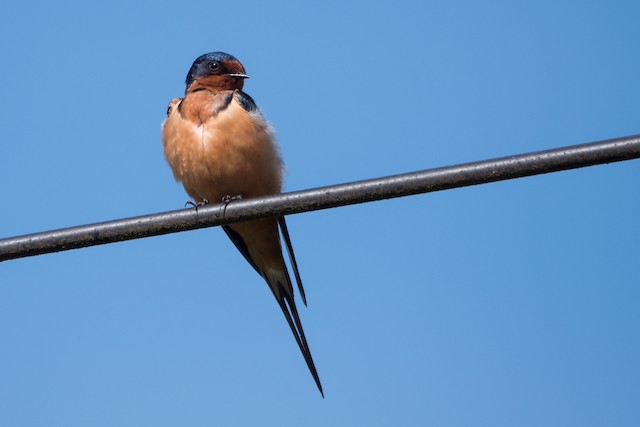 Barn Swallow (United States). - Barn Swallow - 