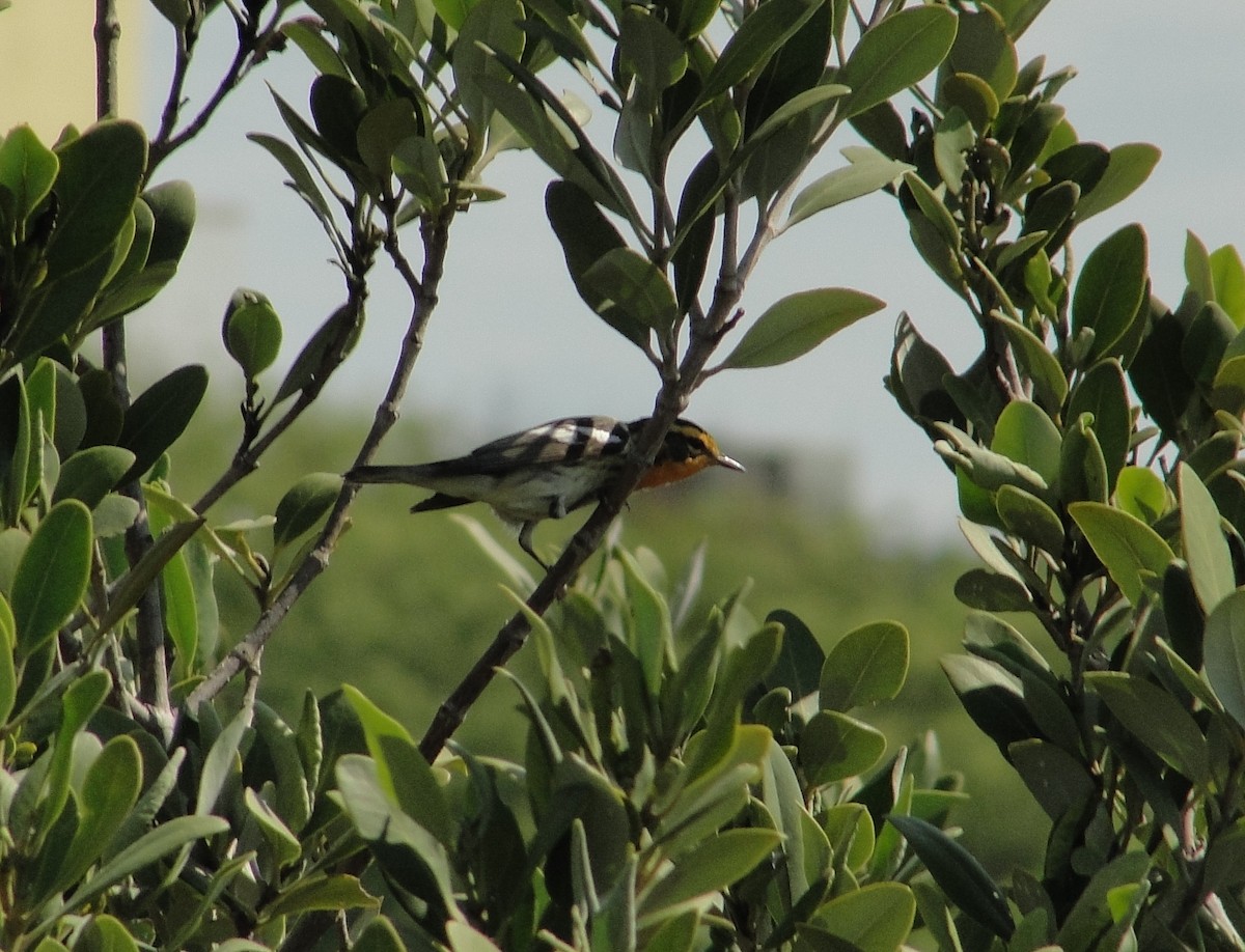 Blackburnian Warbler - Isidro Montemayor