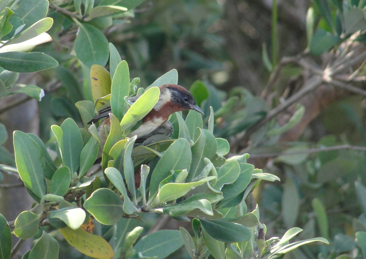 Bay-breasted Warbler - Isidro Montemayor