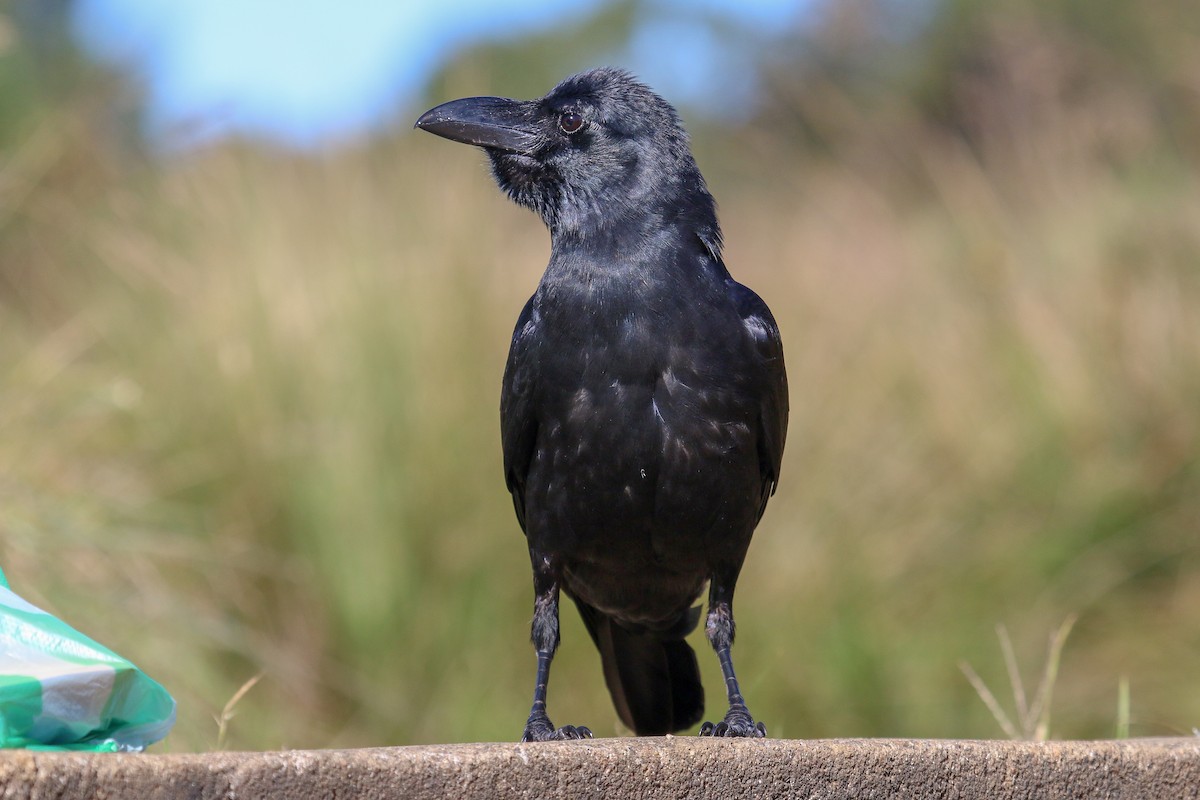 Large-billed Crow (Indian Jungle) - Tommy Pedersen