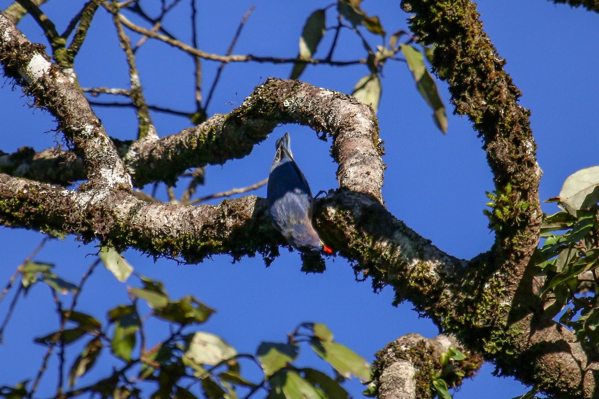 Velvet-fronted Nuthatch - ML97634021