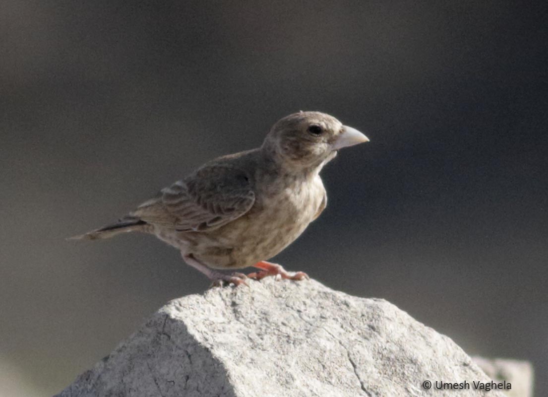 Ashy-crowned Sparrow-Lark - Umesh Vaghela