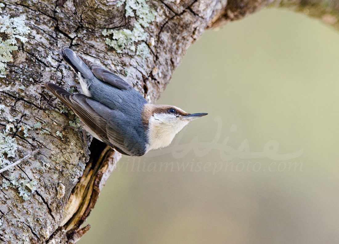 Brown-headed Nuthatch - William Wise